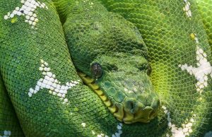 Exotische Tiere melden