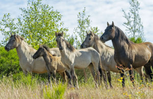 Sophienhöhe: Exkursion zu den Wildpferden