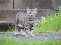 Katzenleid verringern