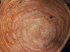 Baum fällt Baumscheibe