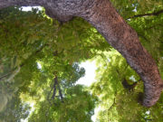 Baum Bäume Schlossplatz