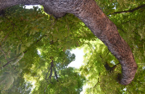 Baum Bäume Schlossplatz