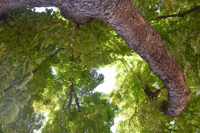 Baum Bäume Schlossplatz