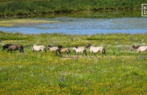 Wildpferde auf der Sophienhöhe Jülich-Hambach - Foto: Lisa Milicia