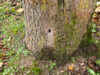 Bäume in Koslar angebohrt