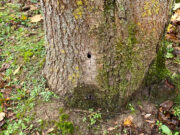 Bäume in Koslar angebohrt