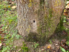 Bäume in Koslar angebohrt