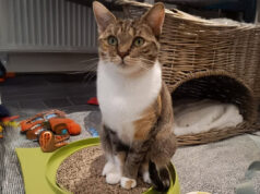 Verschmust, lieb und unkompliziert