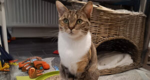 Verschmust, lieb und unkompliziert