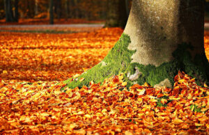 Vom Wert des Herbstlaubes