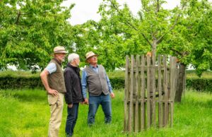 Baumschere richtig ansetzen