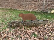 Auf (fast) verborgenen Pfaden zum Biber