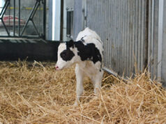 Von Milchvieh bis Zuckerrübe ein Kalb auf Stroh stehend