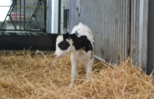 ein Kalb auf Stroh stehend