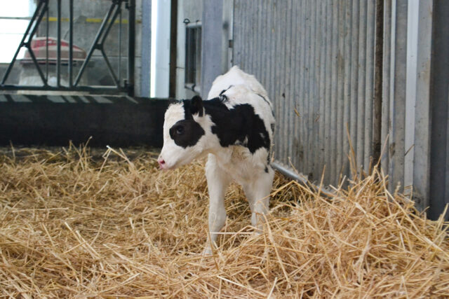 ein Kalb auf Stroh stehend