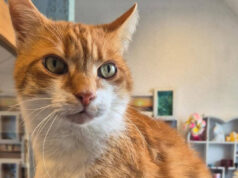 Kleiner Prinz namens Garfield