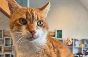 Kleiner Prinz namens Garfield