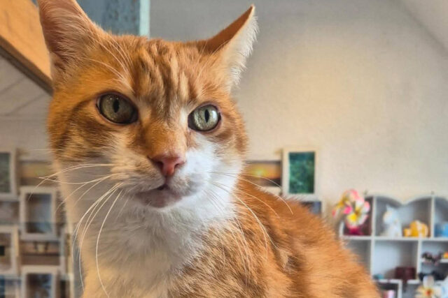 Garfield_SAMT NEUweb