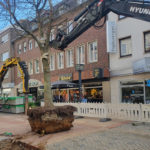 Baum mit Wurzel