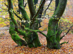 Mit der Fachfrau durch den Wald