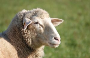 Hinweis zum Opfertest