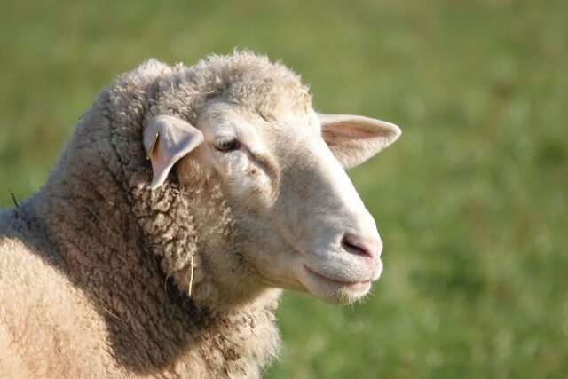 sheep-4673941_1280