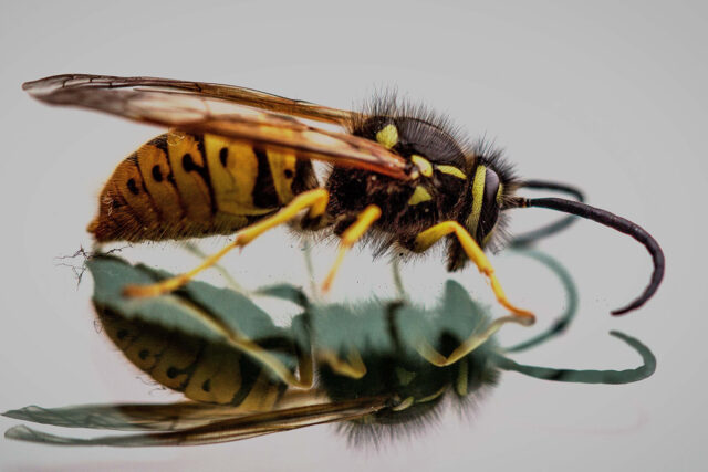 umsiedlungen-hornet-3213908_web