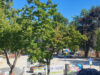 Sommerkirmes abgesagt