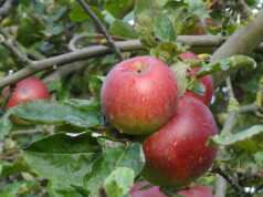 Obst auf Bestellung