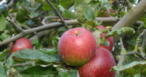 Obst auf Bestellung
